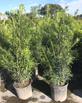 Maki Podocarpus